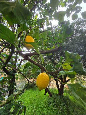 particolare giardino
