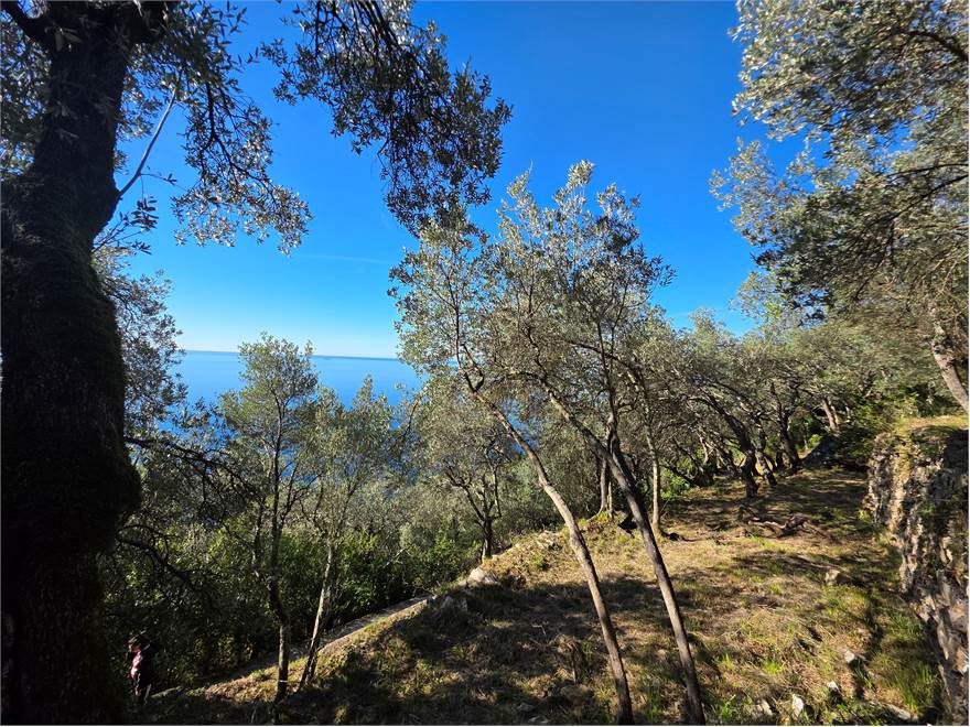 terreno, particolare fascia